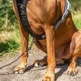 Bild in Galerie-Betrachter laden, Das Premium Active Hundegeschirr wurde speziell für aktive Hunde entwickelt, die draussen alles geben – und dabei optimal geschützt sein sollen.