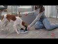 Video in Galerie-Betrachter laden und wiedergeben, Dog Activity Flip Board Strategiespiel Trixie