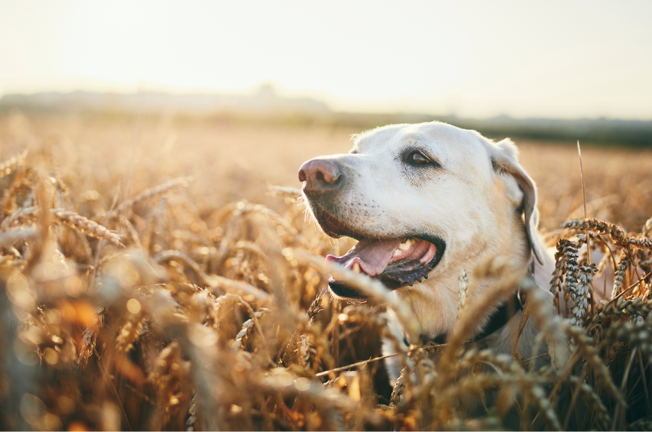 Hund und Sommer: 5 Tipps um deinen Vierbeiner kühl zu halten