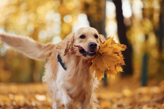 Blog Fit durch den Herbst: So stärkst du das Immunsystem deines Hundes