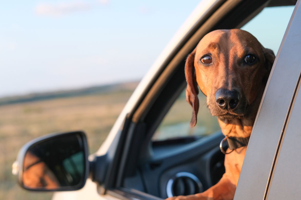 Hund schaut aus dem Fenster
