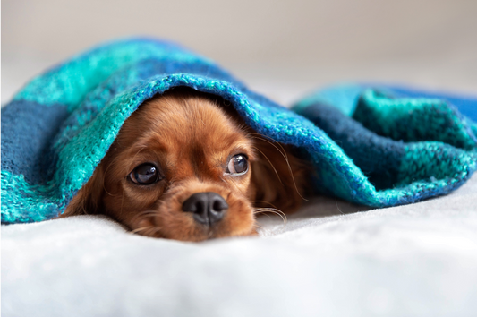 Hund versteckt sich unter einer Decke