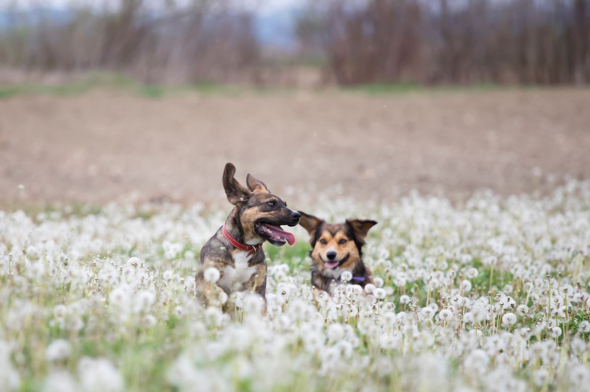 Zwei Hunde spielen auf einer Löwenzahnwiese