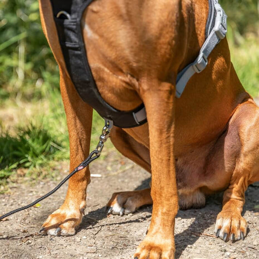 Das Premium Active Hundegeschirr wurde speziell für aktive Hunde entwickelt, die draussen alles geben – und dabei optimal geschützt sein sollen.