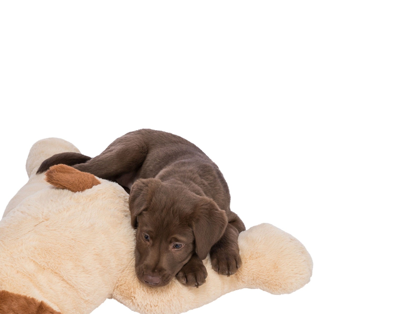 Dieser Ankuschelhund bietet mit seinem weichen Plüsch ein Gefühl von Sicherheit und Vertrauen für Welpen, ängstliche und ältere Tiere. 