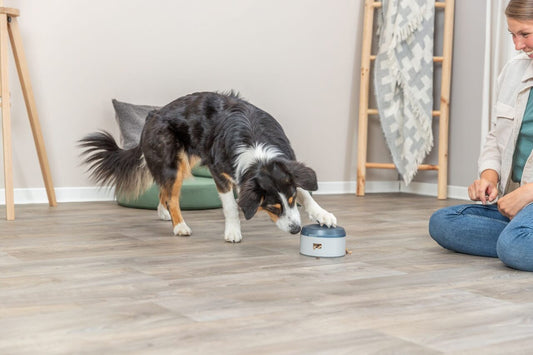 Mit dem Dog Activity Buzzer Strategiespiel lernt dein Vierbeiner, durch Drücken des Buzzers an seine Leckerlis zu gelangen.