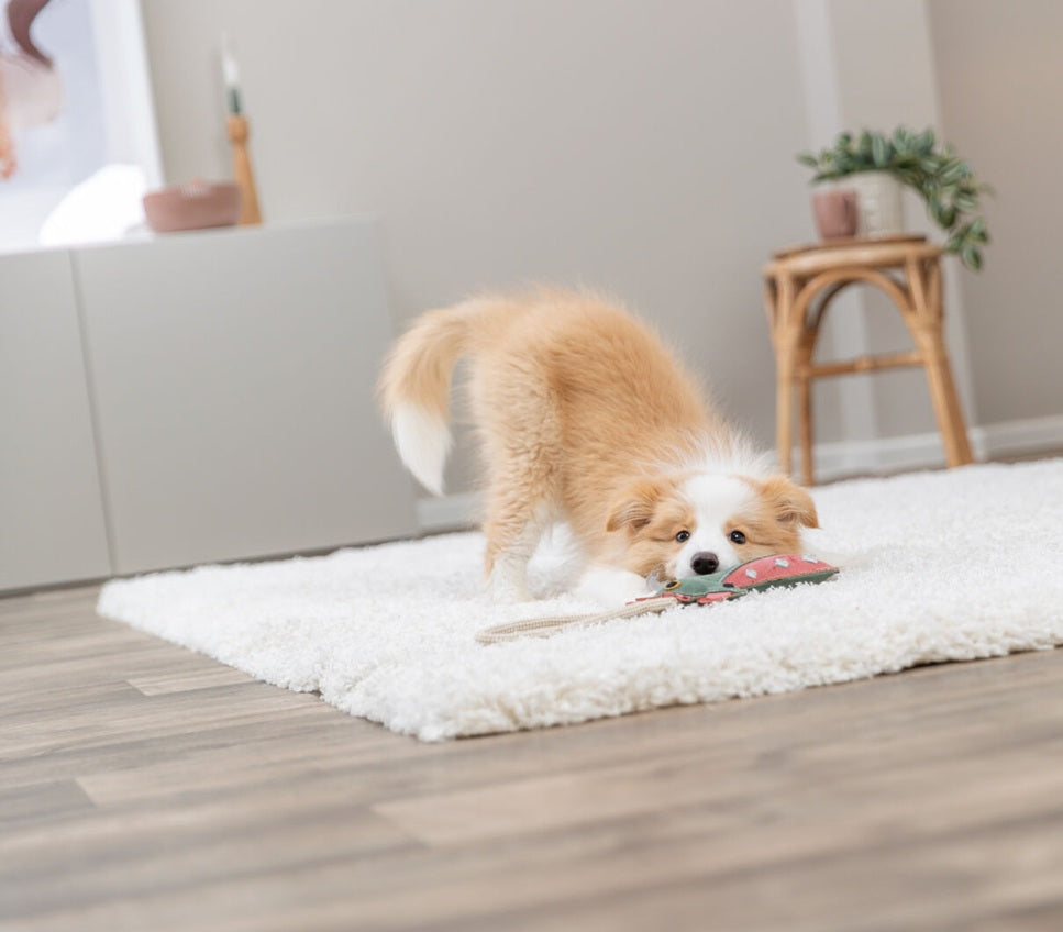 Hundespielzeug Drache am Tau Trixie