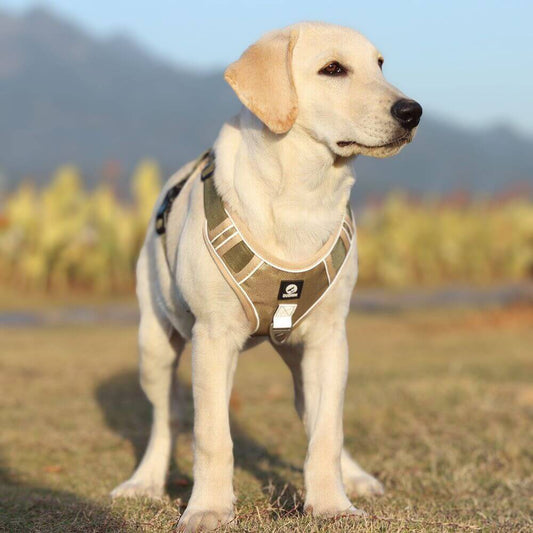 Das Duomm™ Hundegeschirr wurde speziell entwickelt, um das Ziehen während der Spaziergänge zu minimieren. 