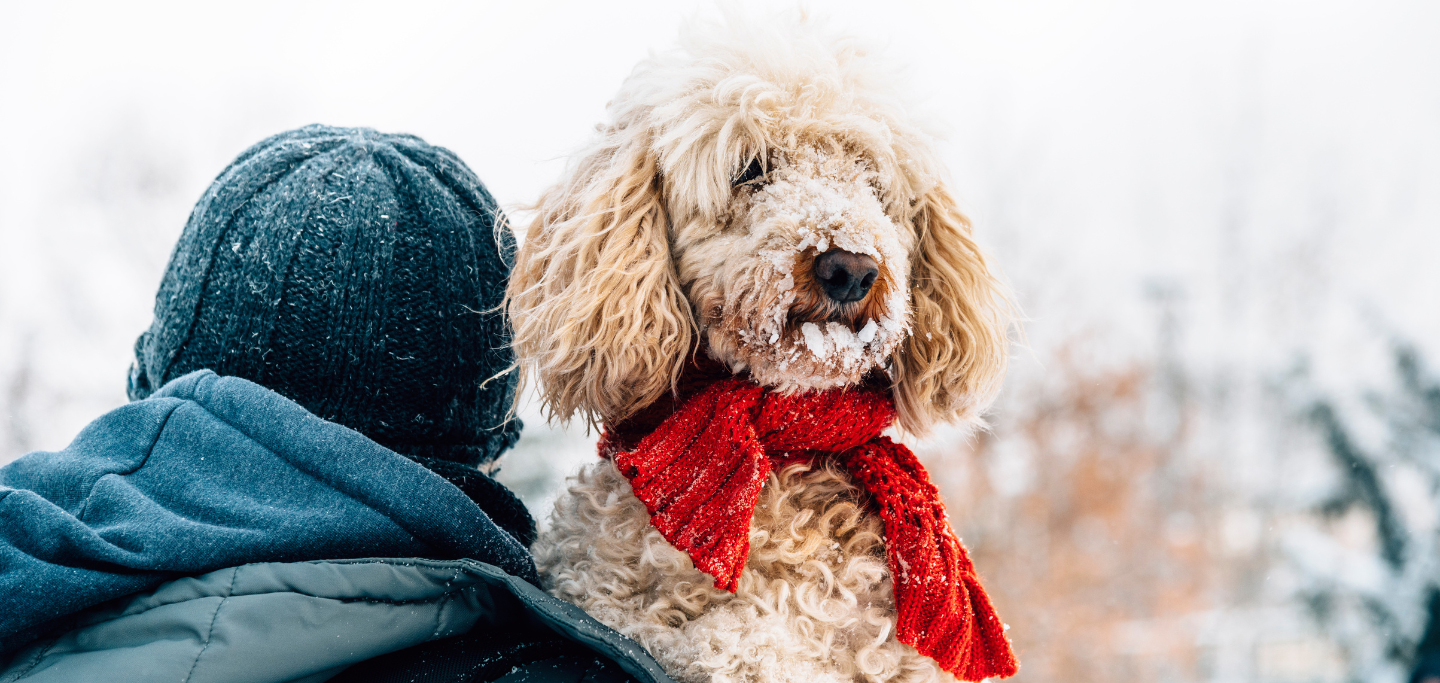 titelbild dogadore winter