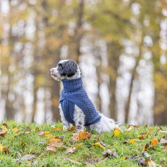 Dank des grosszügigen Beinausschnitts kann dein Hund sich problemlos bewegen und herumtollen, während der Pullover ihn kuschelig warm hält.