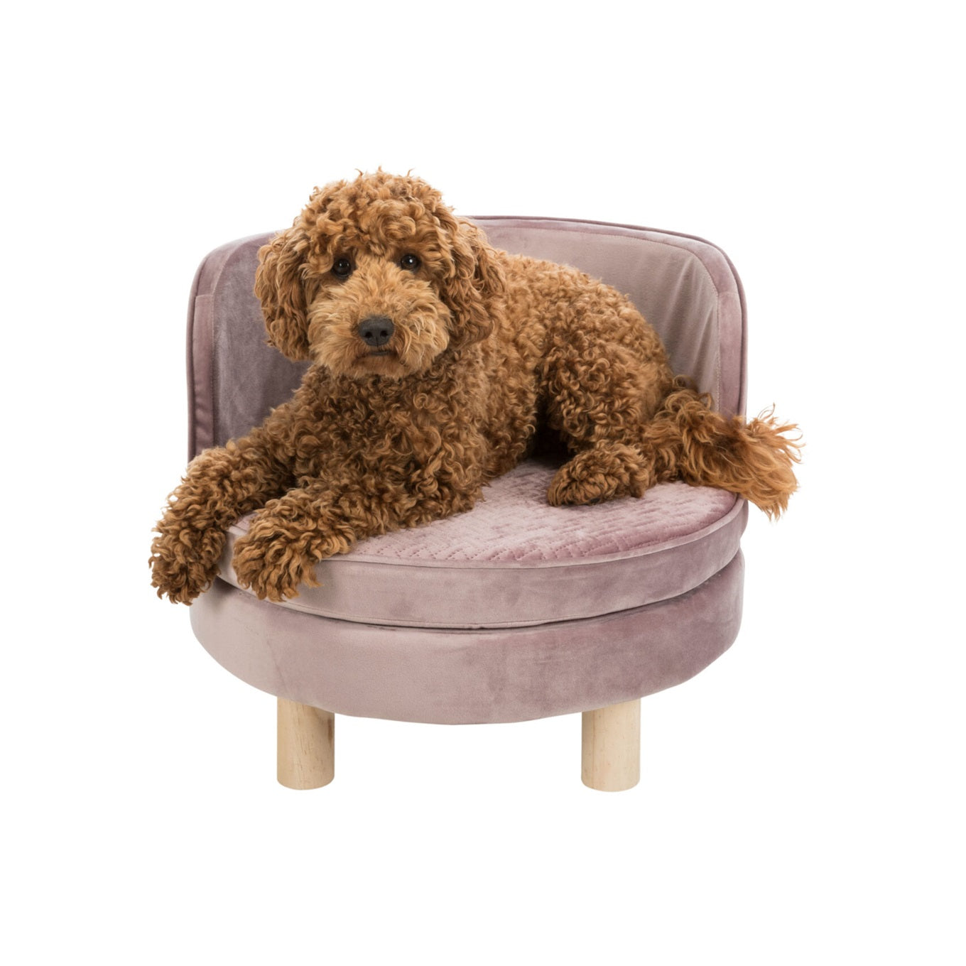 Das Livia Hundesofa aus der SOFT Edition bietet luxuriösen Komfort in eleganter Samt-Optik. 