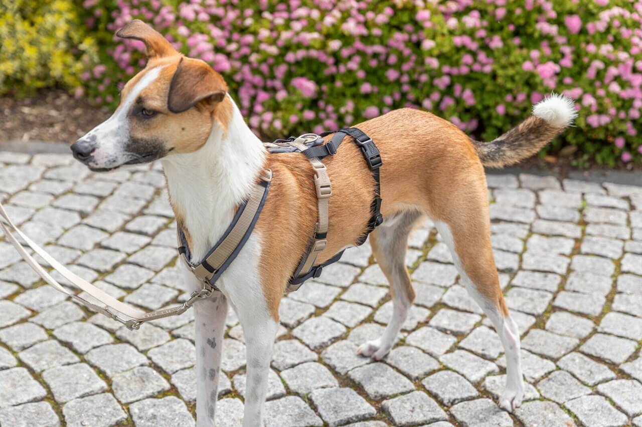 Genau hier hilft der Panik-Adapter Stay: Er verwandelt dein vorhandenes Führgeschirr im Handumdrehen in ein sicheres Panikgeschirr mit festem Sitz. 