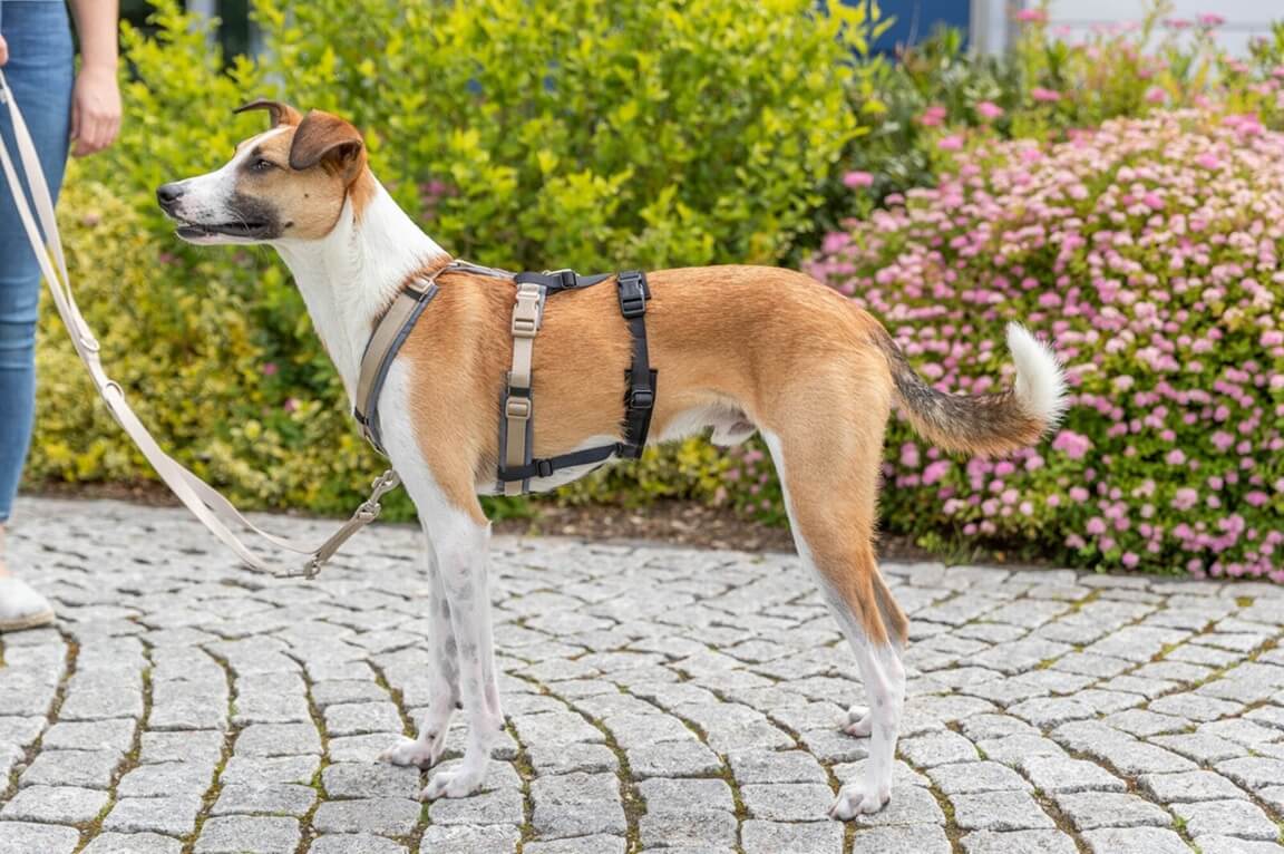 Genau hier hilft der Panik-Adapter Stay: Er verwandelt dein vorhandenes Führgeschirr im Handumdrehen in ein sicheres Panikgeschirr mit festem Sitz. 