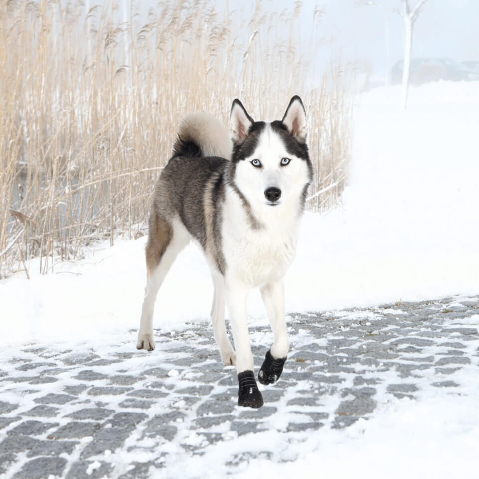 Mit den Pfotenschutz Walker Active ist dein Hund bestens geschützt, und du kannst unbesorgt und entspannt spazieren gehen.