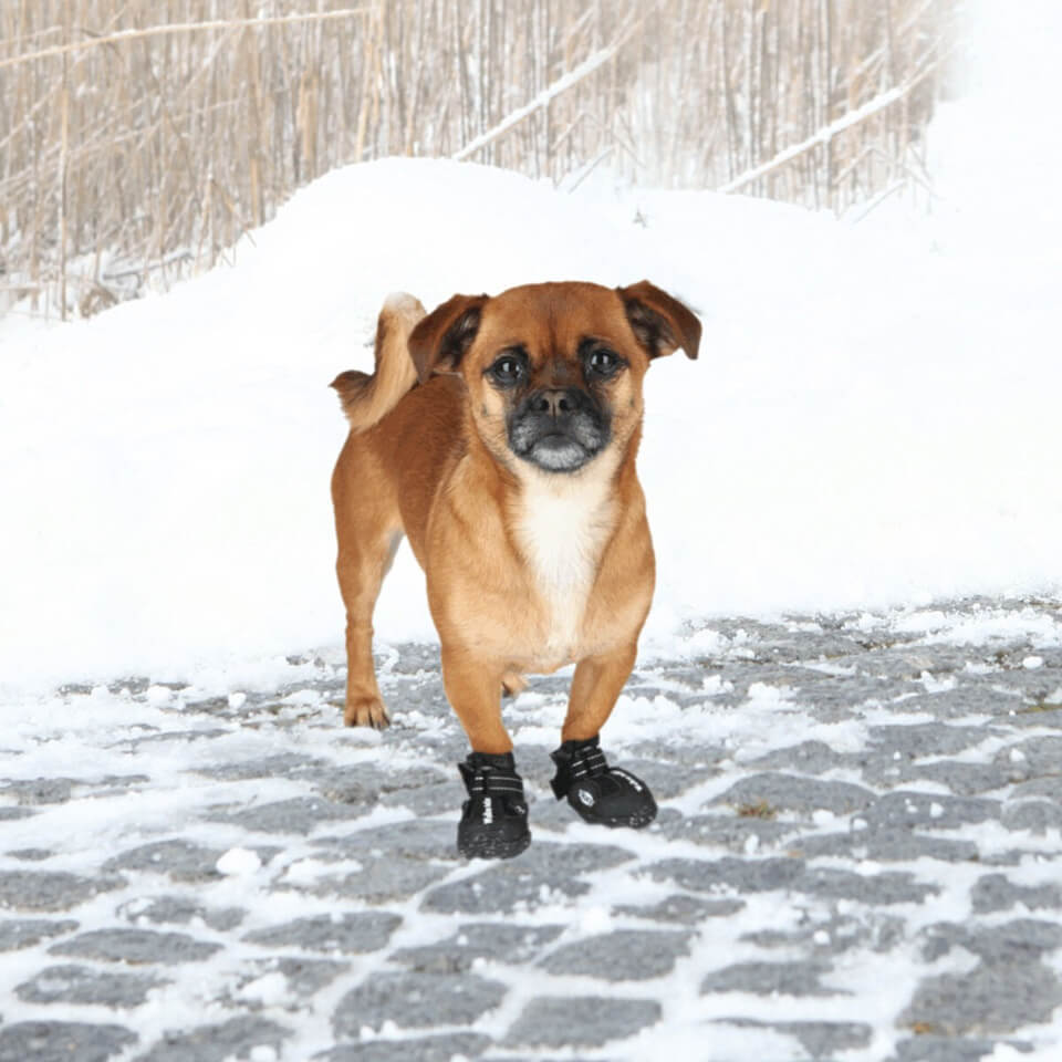 Mit den Pfotenschutz Walker Active ist dein Hund bestens geschützt, und du kannst unbesorgt und entspannt spazieren gehen.