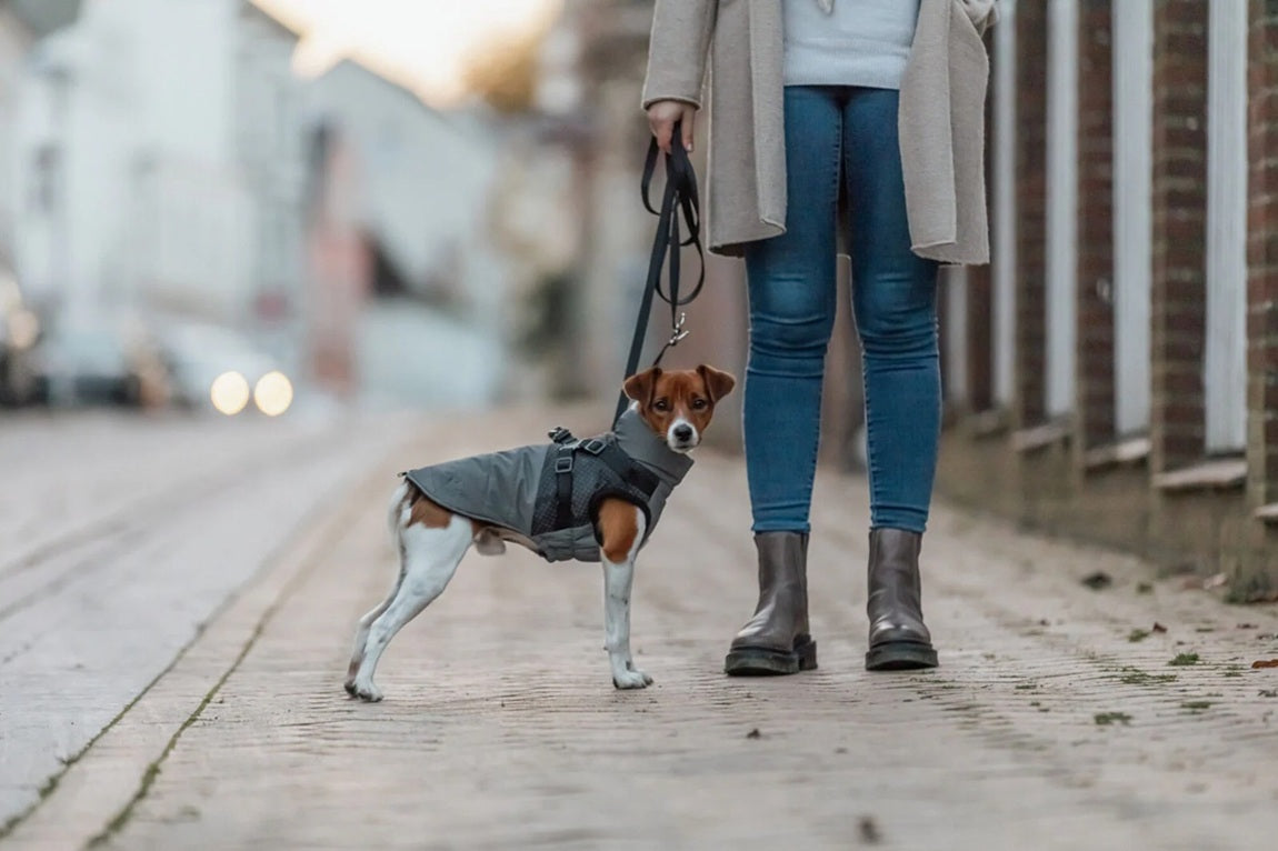 Mit dem Pontis Reflect Geschirr-Hundemantel von Trixie musst du dir keine Sorgen mehr machen: Vollflächig reflektierendes Material sorgt für maximale Sichtbarkeit, während das weiche Fleecefutter und die warme Wattierung dein Tier kuschelig warm halten.