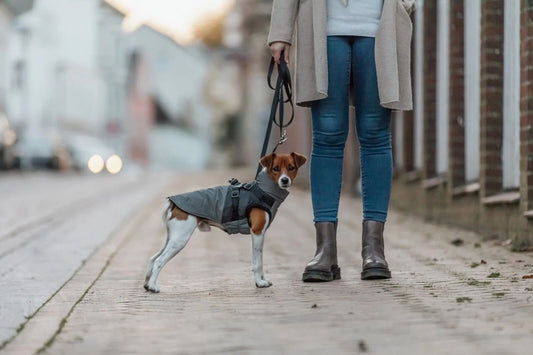 Mit dem Pontis Reflect Geschirr-Hundemantel von Trixie musst du dir keine Sorgen mehr machen: Vollflächig reflektierendes Material sorgt für maximale Sichtbarkeit, während das weiche Fleecefutter und die warme Wattierung dein Tier kuschelig warm halten.