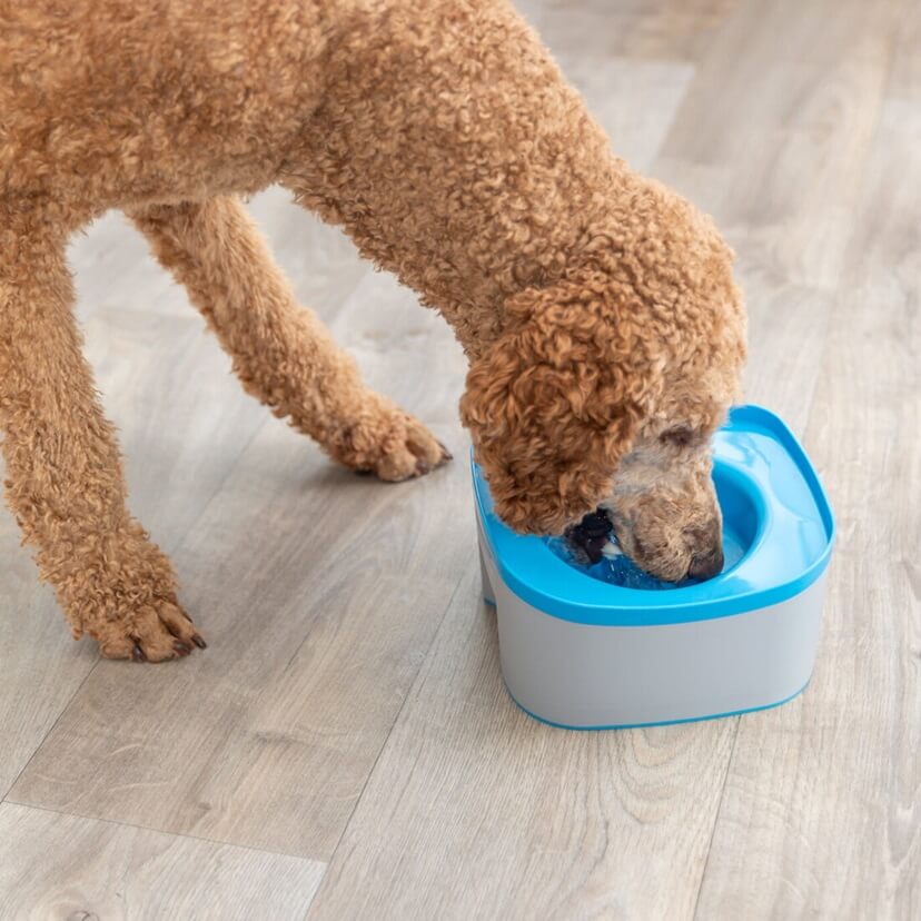 Mit diesem praktischen Napf kannst du deinem Vierbeiner jederzeit frisches Wasser bieten – ganz ohne Anhalten oder zusätzliche Sorgen. Platziere den Napf einfach neben deinem Hund und geniesse eine sorglose Reise.