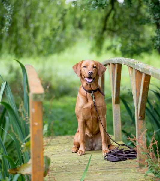 Stell dir vor, du spazierst mit deinem Hund durch die Natur und hast die perfekte Kontrolle, ohne seine Bewegungsfreiheit einzuschränken.