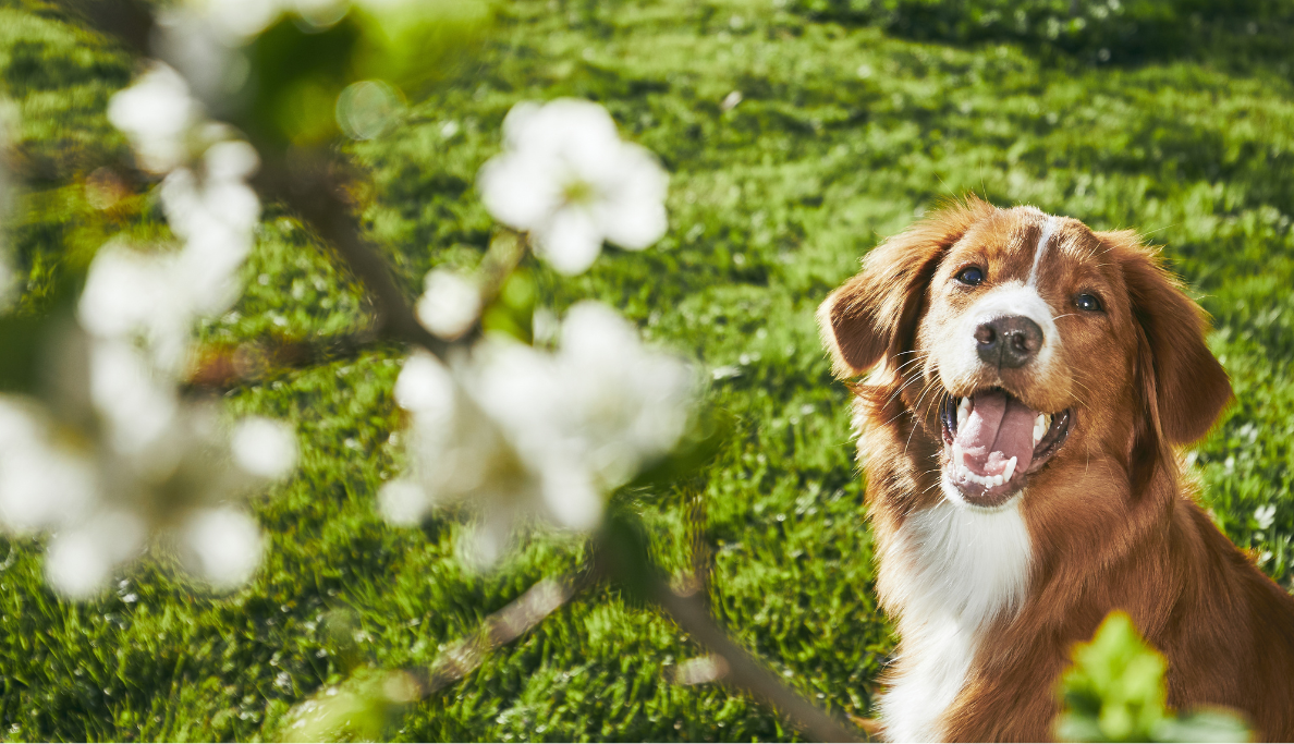 Schöner Hund lächelt im Frühlingsgarten