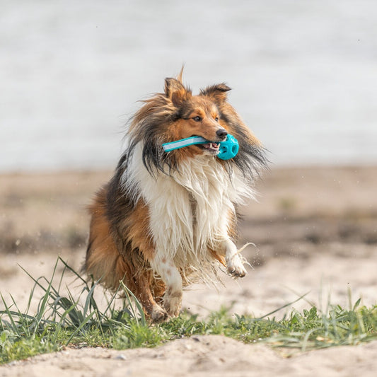 Hergestellt aus TPE, Polyester und Naturgummi ist dieses robuste Spielzeug ideal für aktive Hunde. Die wabenartige Struktur sorgt für Atmungsfreiheit beim Tragen, das Seil lädt zum Zerren und Werfen ein. Ob am See, im Garten oder unterwegs – durch die leuchtende Farbe bleibt der Ball gut sichtbar und schwimmt sogar auf dem Wasser.